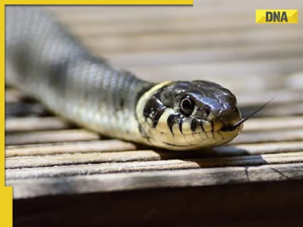 meerut-woman,-lover-kill-her-husband,-get-snake-to-bite-body-to-cover-up-murder;-arrested