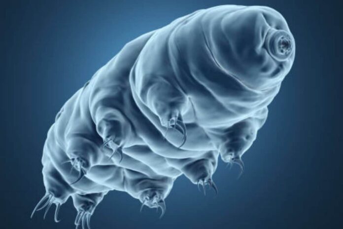 what-are-water-bears?-isro-may-send-them-to-space-station-with-axiom-4-mission