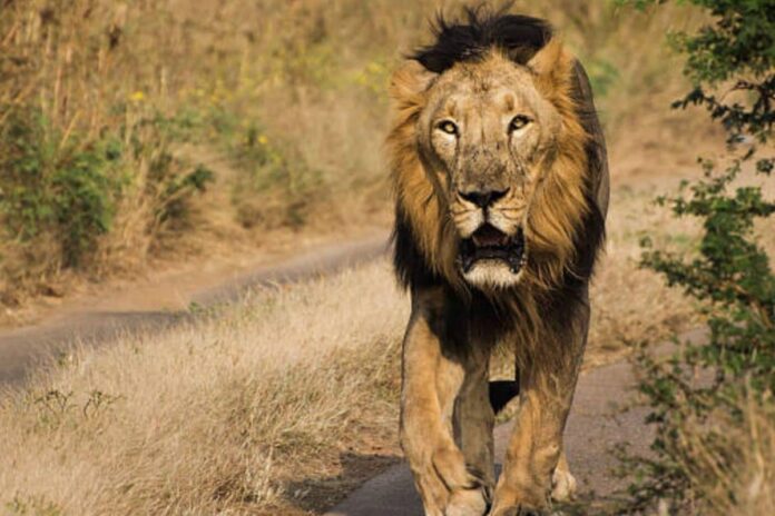 kenya:-lion-kills-teen-playing-with-friend-in-residential-area-outside-nairobi-national-park