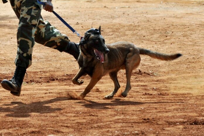 chhattisgarh:-crpf-dog-killed-in-bee-attack-during-anti-naxal-operation