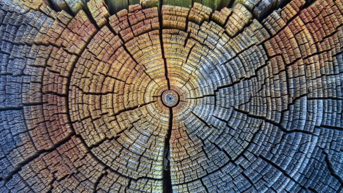 blast-from-the-sun-14,000-years-ago-was-so-strong-trees-still-remember-it