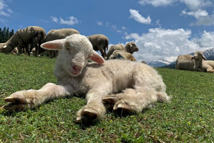 ‘leap-akin-to-ai-revolution’:-kashmir-university-researchers-produce-india’s-first-gene-edited-sheep