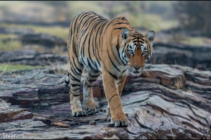 ‘rest-in-peace,-arrowhead’:-ranthambore’s-fearless-tigress-dies-hours-after-daughter’s-relocation