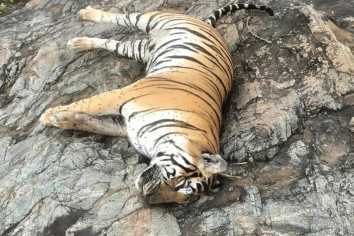 5-tigers-found-dead-in-karnataka,-sparking-outcry-over-unpaid-forest-staff-and-lax-surveillance