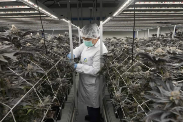 amid-rising-concerns,-thailand-moves-to-re-criminalise-cannabis-after-3-years