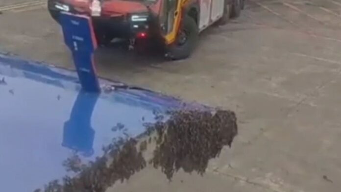 un-bee-lievable:-swarm-of-bees-disrupt-indigo-surat-jaipur-flight-by-an-hour