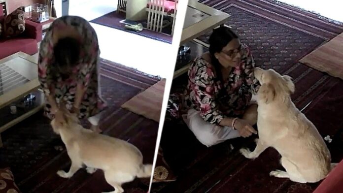 caught-on-cctv:-domestic-help-assaults-pet-dog,-slams-it-on-floor-in-jaipur