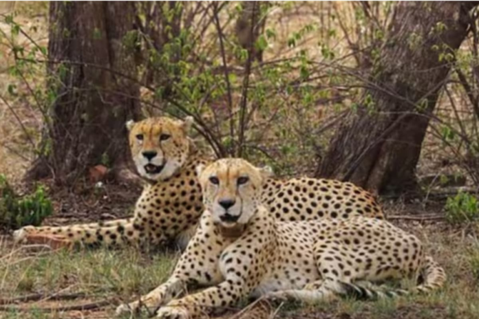 8-year-old-cheetah-succumbs-to-injuries-at-mp’s-kuno-national-park,-count-drops-to-26