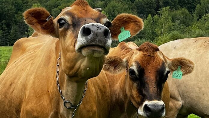 non-veg-milk-a-red-line-in-india-us-trade-talks.-here’s-why