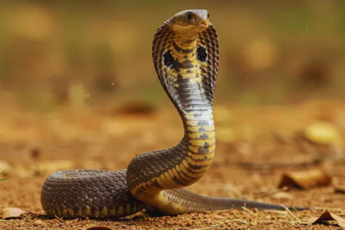 snake-rescuer,-carrying-cobra-around-his-neck,-dies-after-it-bites-him-in-mp’s-guna