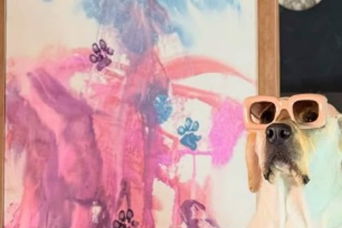 salvador-who?-meet-dali,-india’s-first-painter-dog-who’s-saving-strays-one-stroke-at-a-time