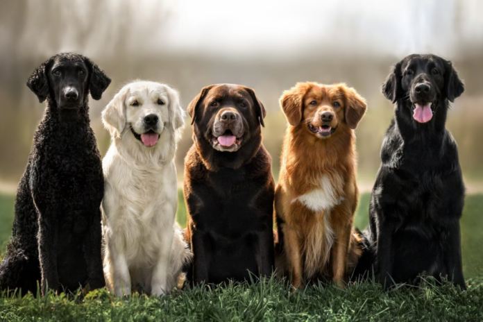 ‘pet’-project-made-easy:-how-ai,-lse-centre-will-help-you-understand-your-dog,-cat-better-explained