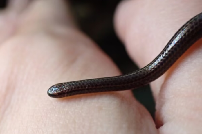 back-from-hiss-tory:-world’s-smallest-snake-rediscovered-in-barbados-after-20-years