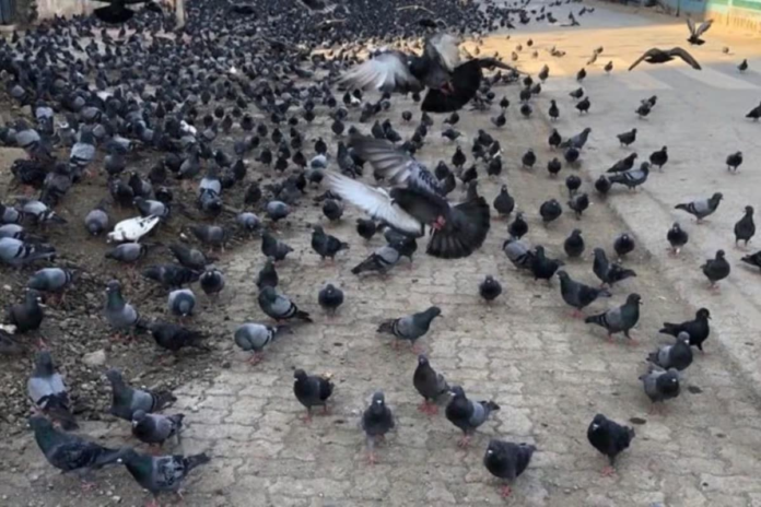 feeding-pigeons-in-mumbai-now-can-land-you-in-legal-trouble.-here’s-why