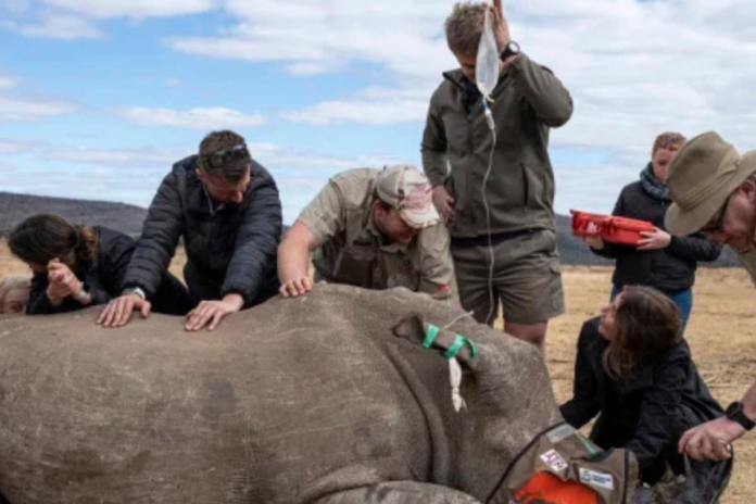scientists-in-south-africa-make-rhino-horns-radioactive-to-stop-poaching