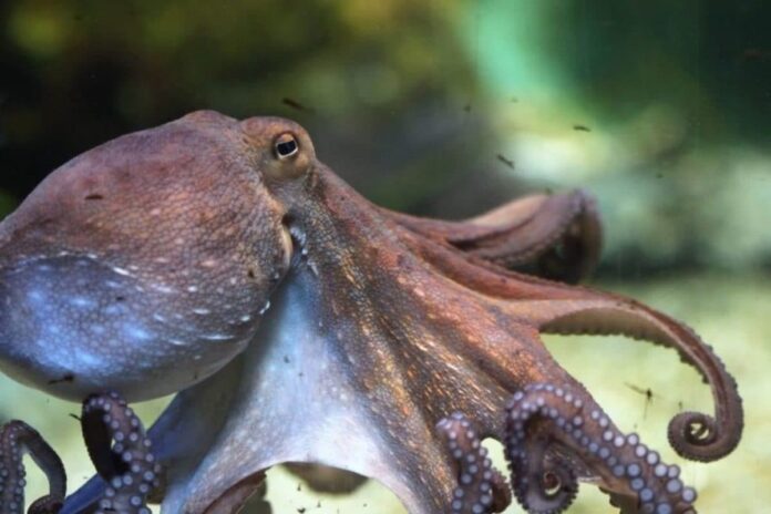 terrifying-moment:-octopus-latches-onto-boy-at-aquarium,-leaves-bruises