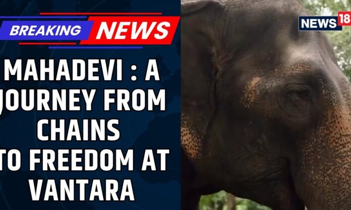 mahadevi-the-elephant:-a-journey-from-chains-to-freedom-at-vantara-|-vantara-elephant-news