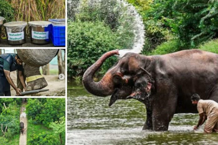 madhuri-in-walk,-heal,-repeat-mode-at-vantara:-take-a-look-at-elephant-mahadevi’s-routine-&-recovery