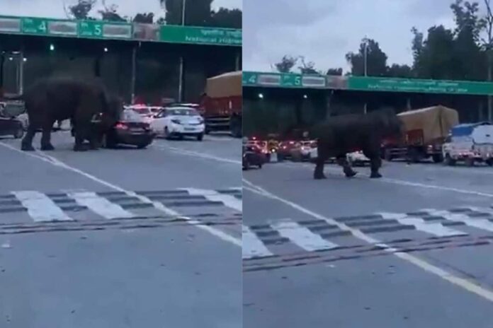 chaos-unfolds-on-highway-after-wild-elephant-attacks-vehicle-at-dehradun-haridwar-|-watch