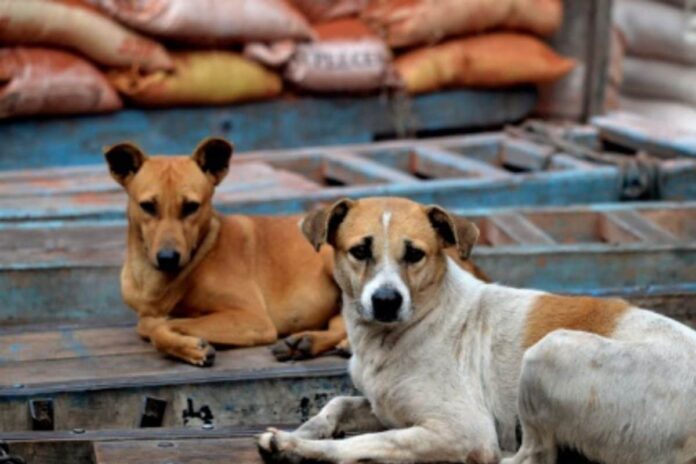 peta-calls-sc-order-on-delhi-stray-dogs’-removal-‘unscientific’,-protesters-held-as-concerns-grow