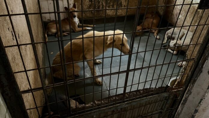 larger-supreme-court-bench-to-hear-delhi-dogs-case-today-amid-backlash