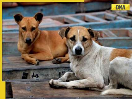 stray-dogs-case:-amid-row,-bigger-supreme-court-bench-set-to-hear-matter-on…