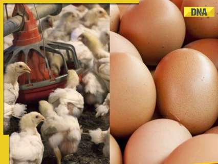 bird-flu-alert-in-up:-cm-yogi-adityanath-orders-extra-vigilance,-calls-for-tightening-security-in…