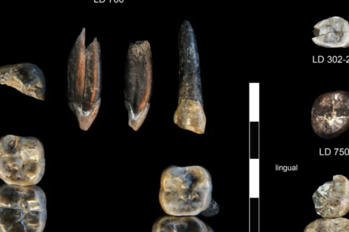 two-ancient-human-species-coexisted-in-ethiopia-2.6-million-years-ago,-one-possibly-unknown