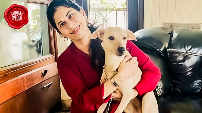 stray-dogs-can-be-trained-to-reduce-aggression.-trainers-reveal-how