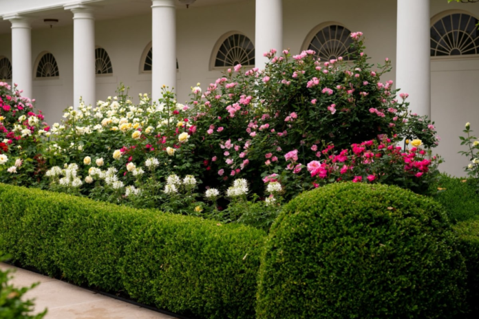 trump-inspects-speakers-at-renovated-white-house-rose-garden-|-watch