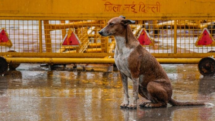 top-court-verdict-on-capture-and-relocation-of-stray-dogs-in-delhi-ncr-today