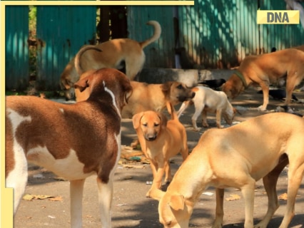 supreme-court-verdict-on-capture-and-relocation-of-stray-dogs-in-delhi-ncr-today