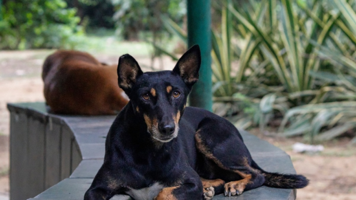 how-the-supreme-court-revised-its-stray-dog-judgment