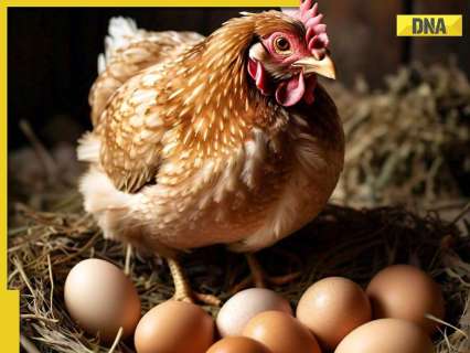 this-indian-state-bans-sale-of-non-veg,-eggs-for-two-days-due-to…;-not-up,-bihar,-maharashtra