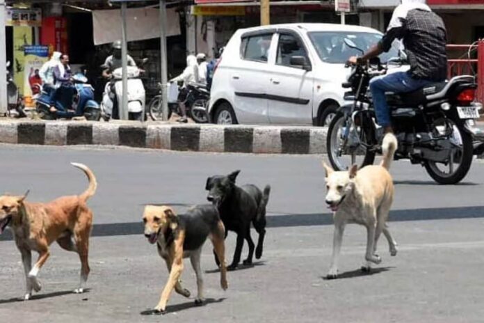 stray-dog-seen-carrying-baby’s-head-at-a-govt-hospital-in-punjab,-probe-underway