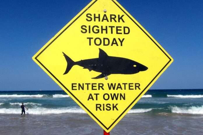man-dies-in-suspected-shark-attack-in-sydney,-several-beaches-closed