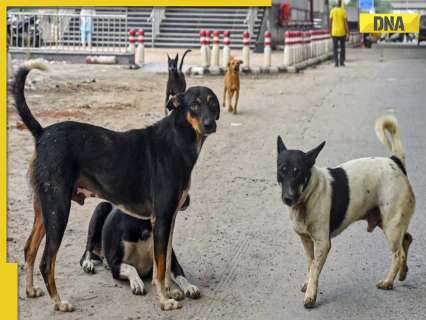 up-government-issues-new-guidelines-to-manage-stray-dogs-and-feeding-in-urban-areas