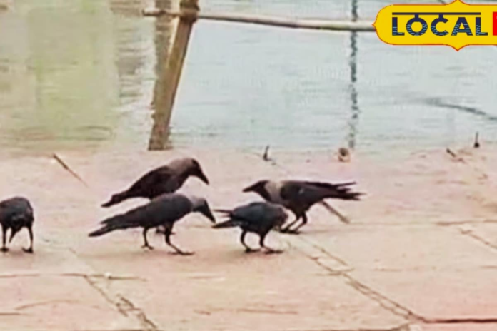 no-crows-seen-in-pitru-paksha-2025-–-what’s-behind-their-absence?