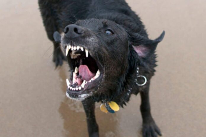 rabies-alert:-why-a-dog-bite-could-turn-deadly,-and-how-to-protect-yourself