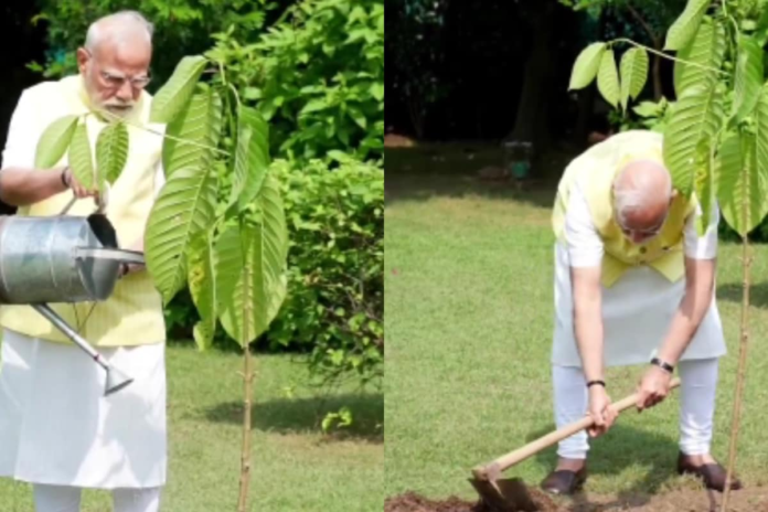 video:-pm-modi-plants-kadamb-sapling-gifted-by-king-charles-at-his-residence