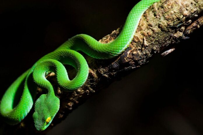 not-every-snake-is-deadly:-truth-about-india’s-non-venomous-snakes